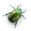 Monis