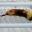 Webleikoplaster